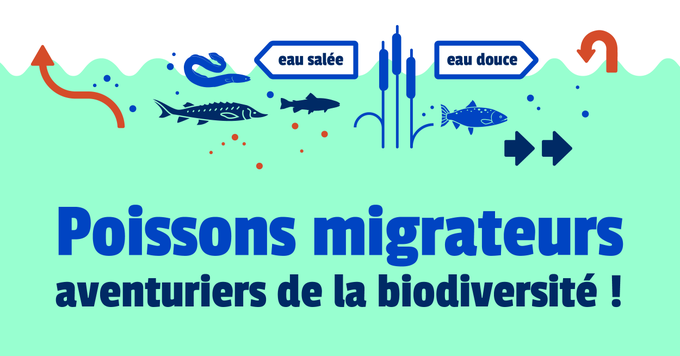 poissons migrateurs Logo 