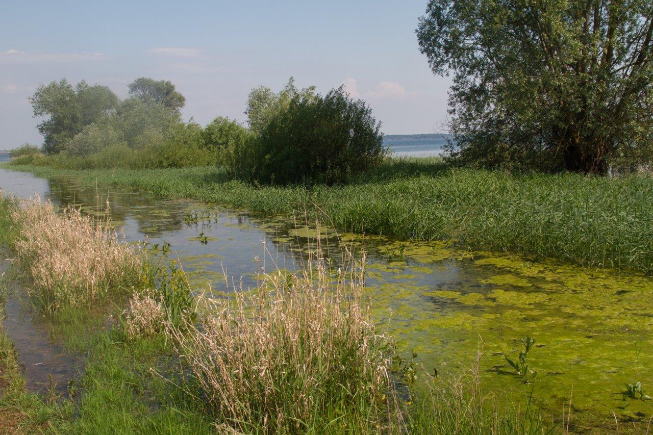 photo marais ramsar