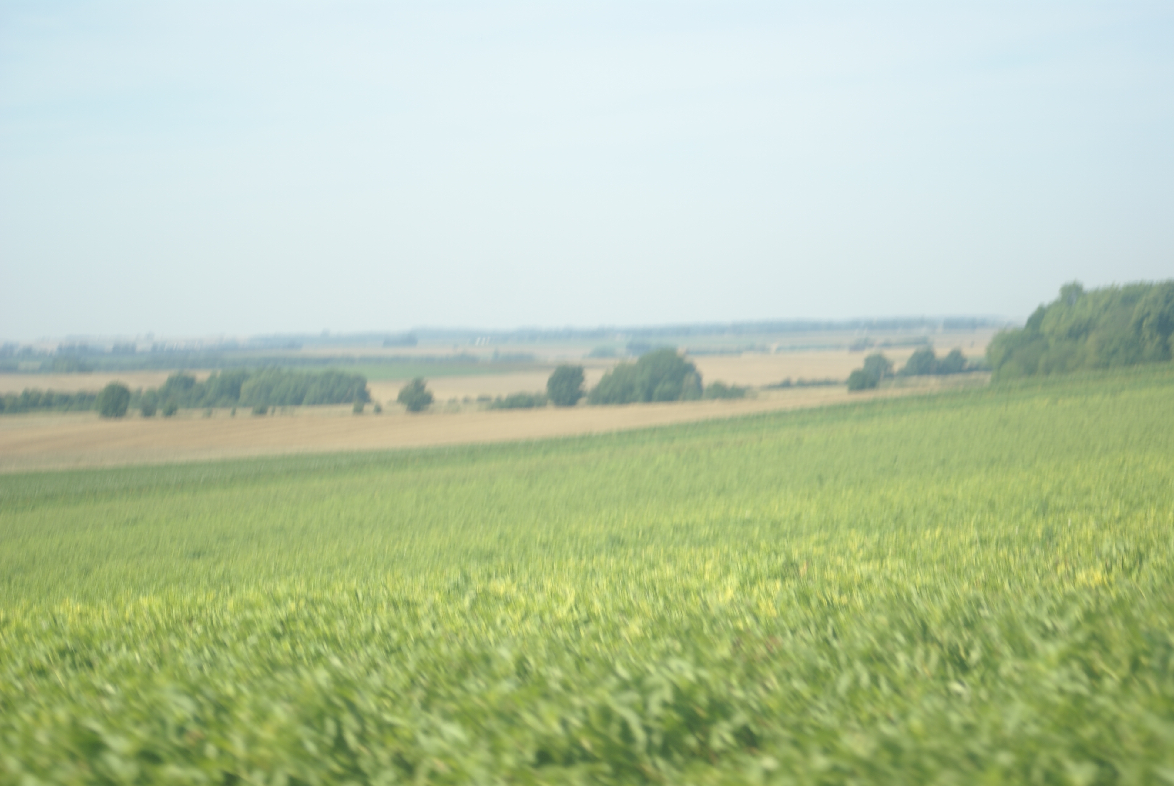 champs de pomme de terre 