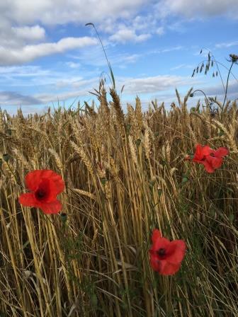 champs de blé et coquelicots 