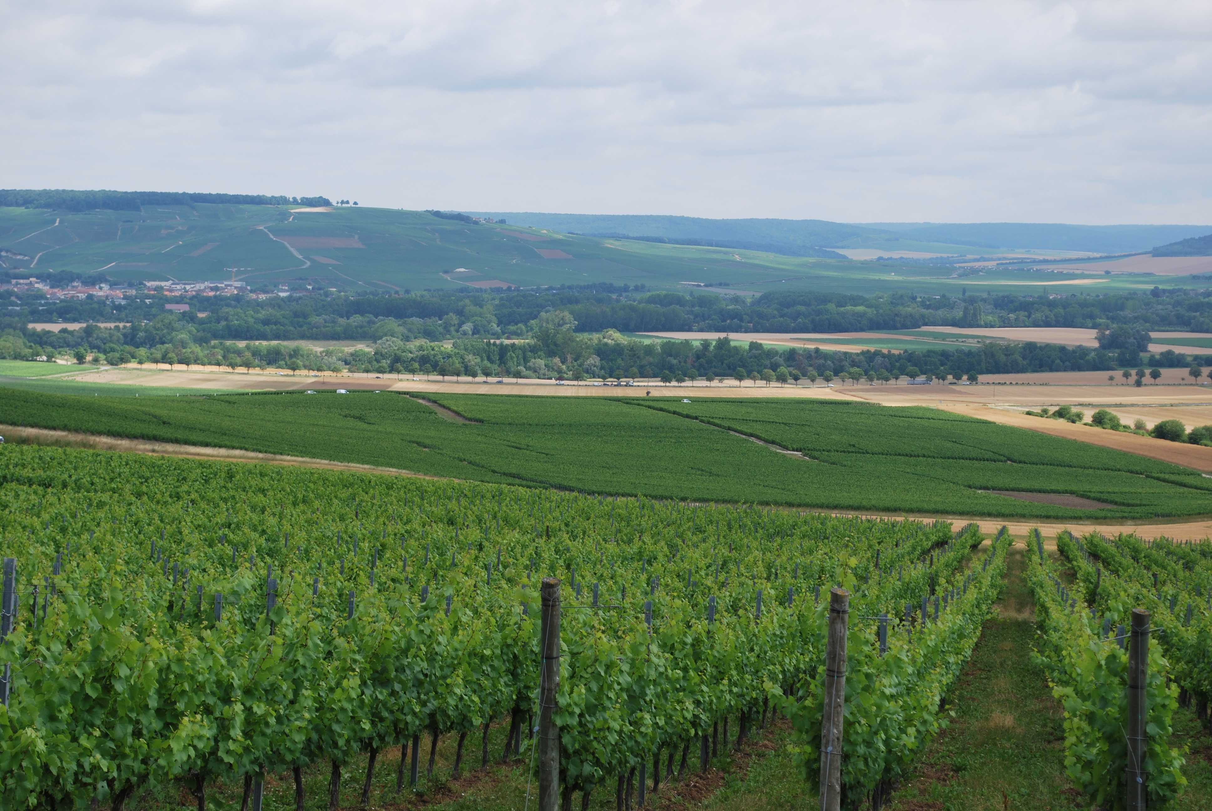 vignes en chamapgne