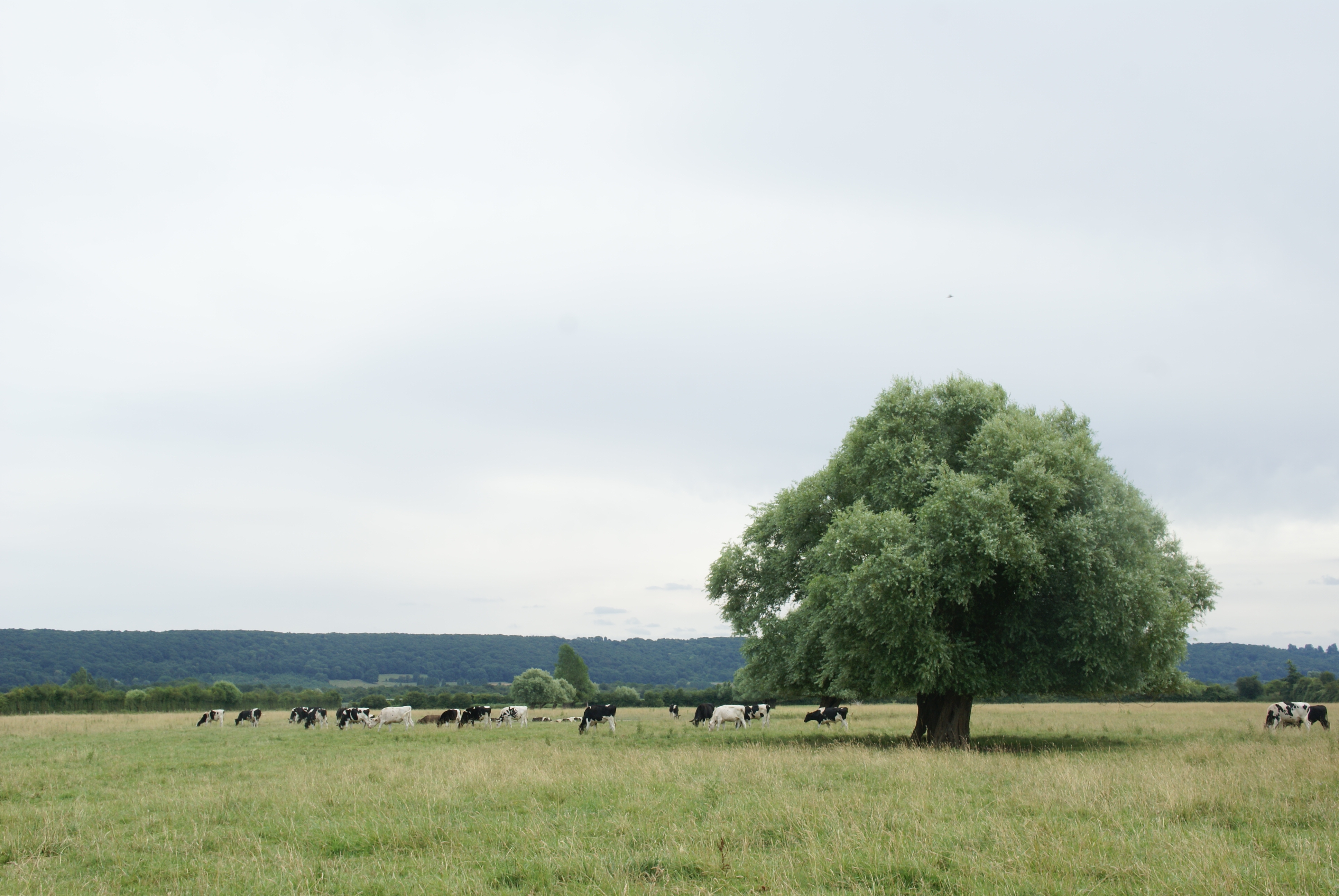 arbre avec des vaches en dessous 