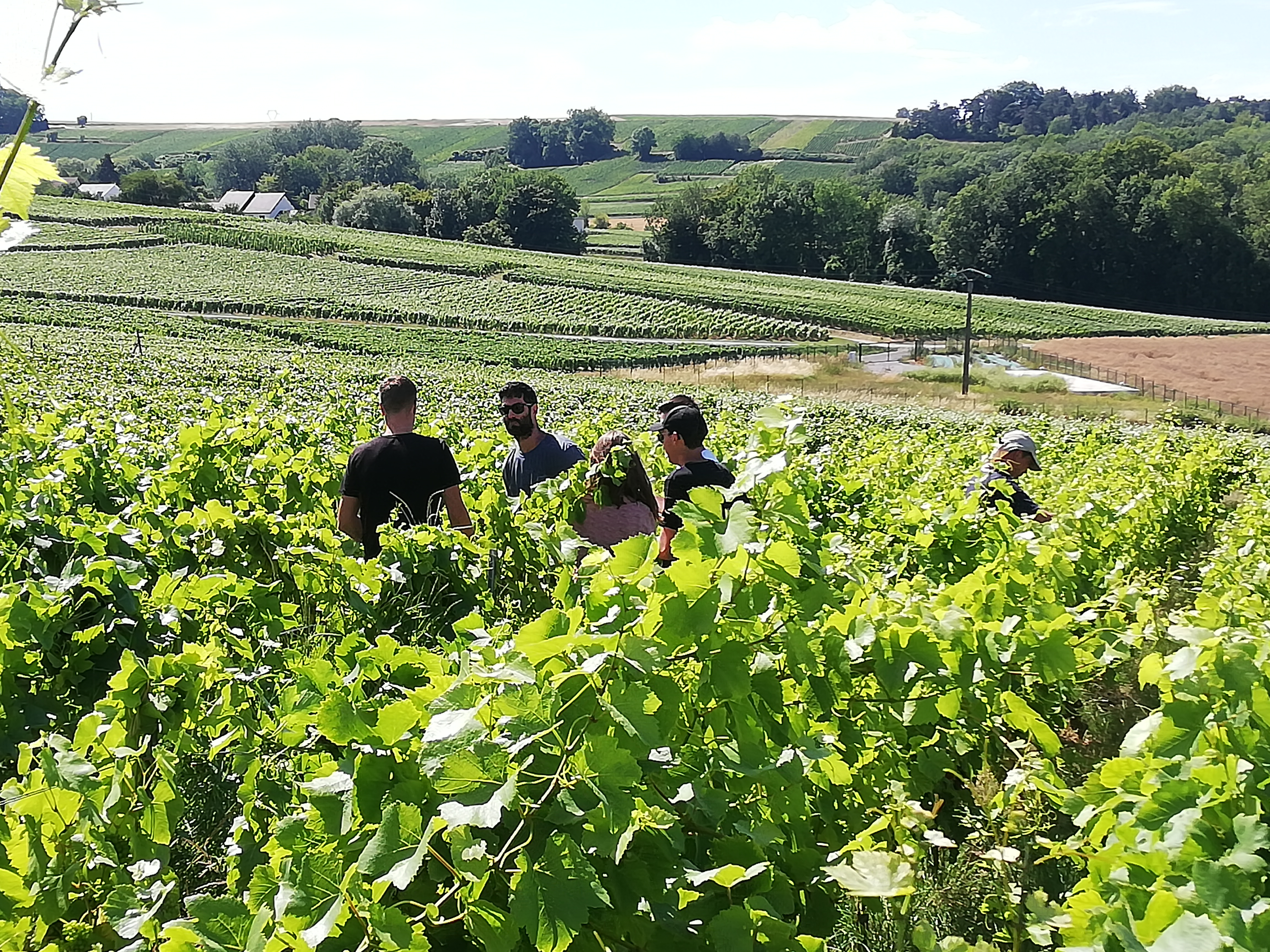 vignoble avec personnes 