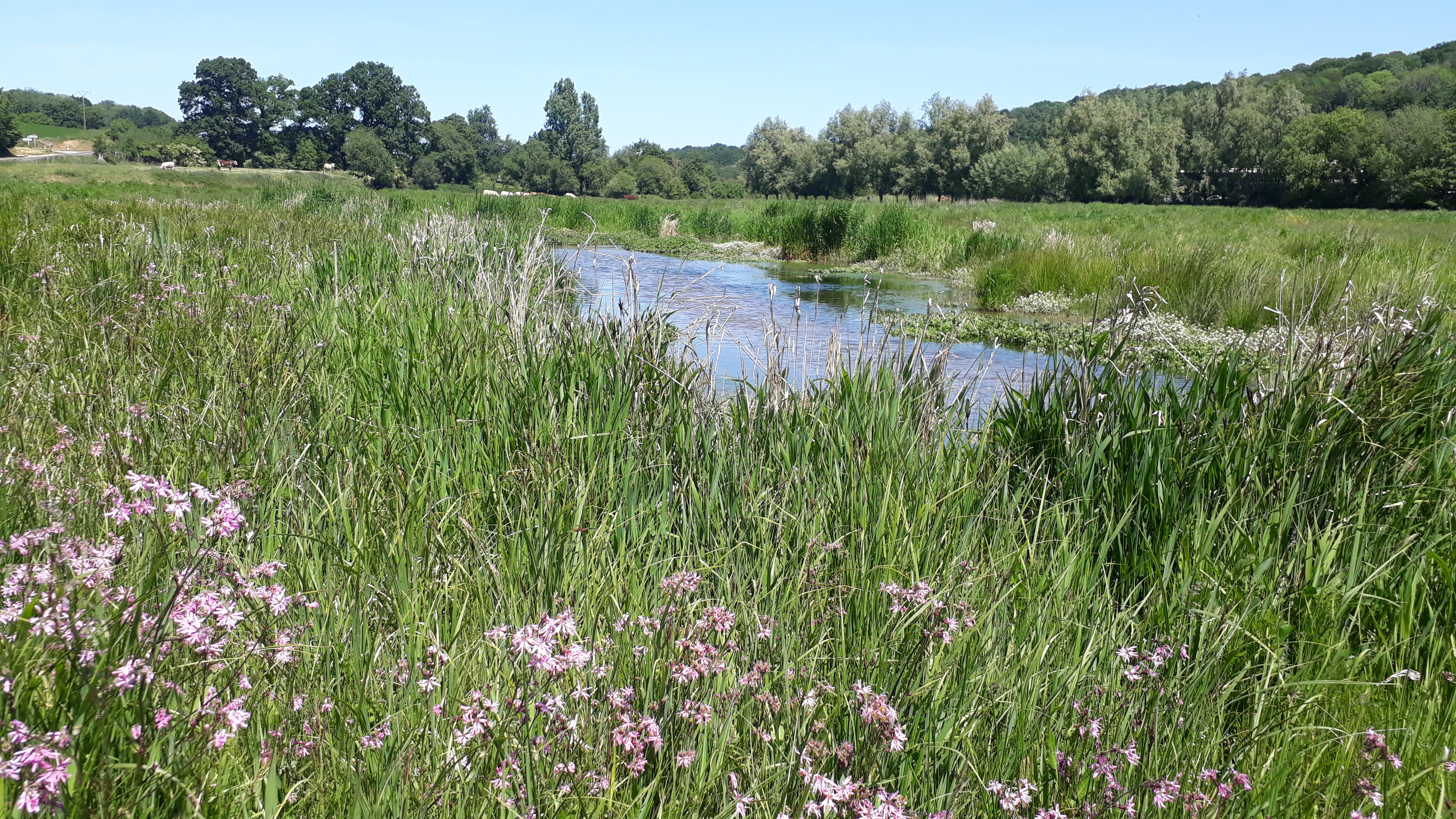 Marais d'Eglemesnil 