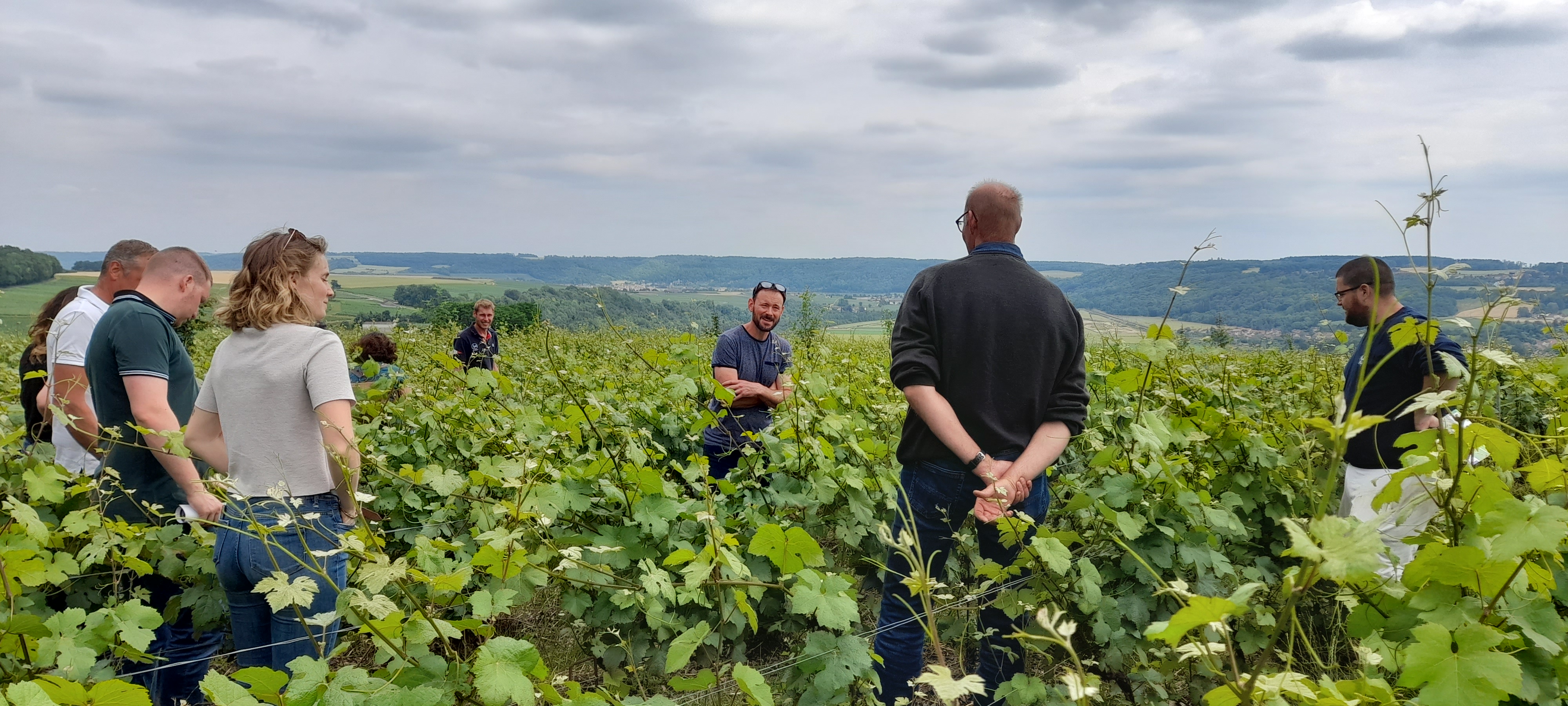 personnes dans les vignes