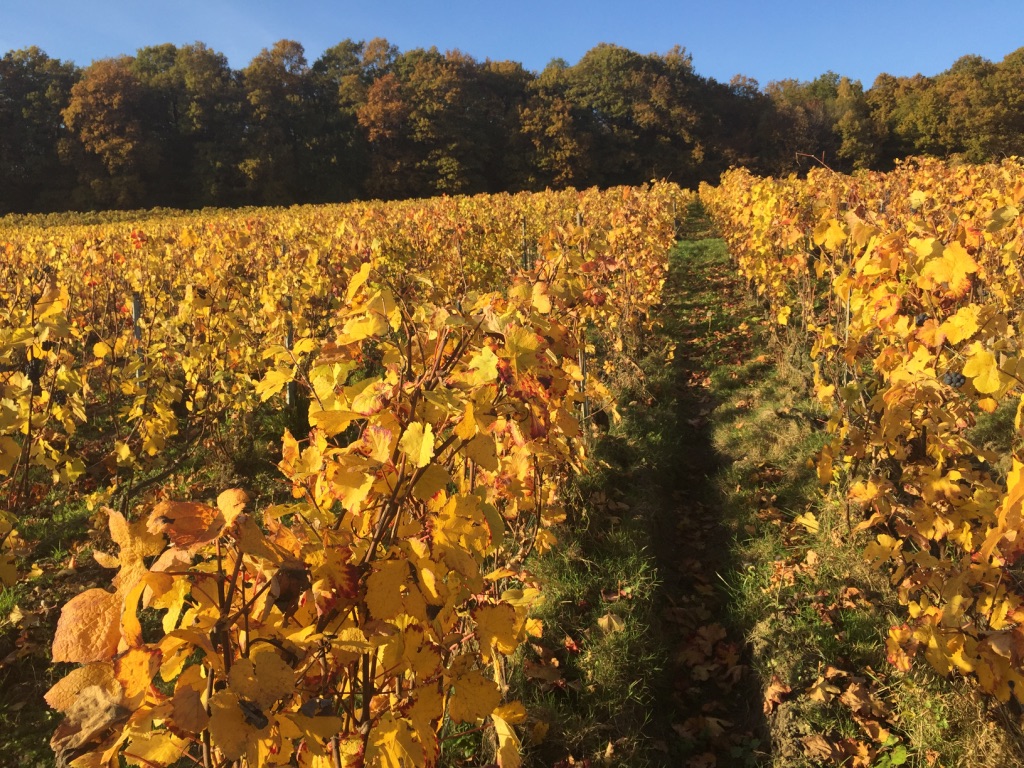 vignes en automne