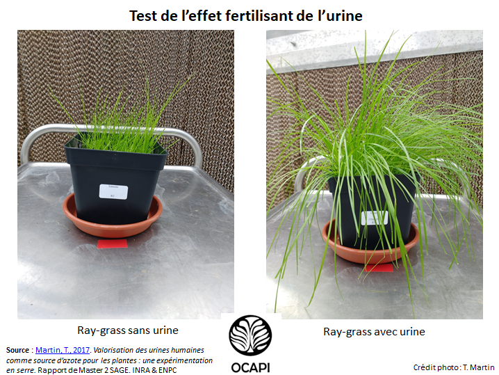 effet fertilisant de l'urine 