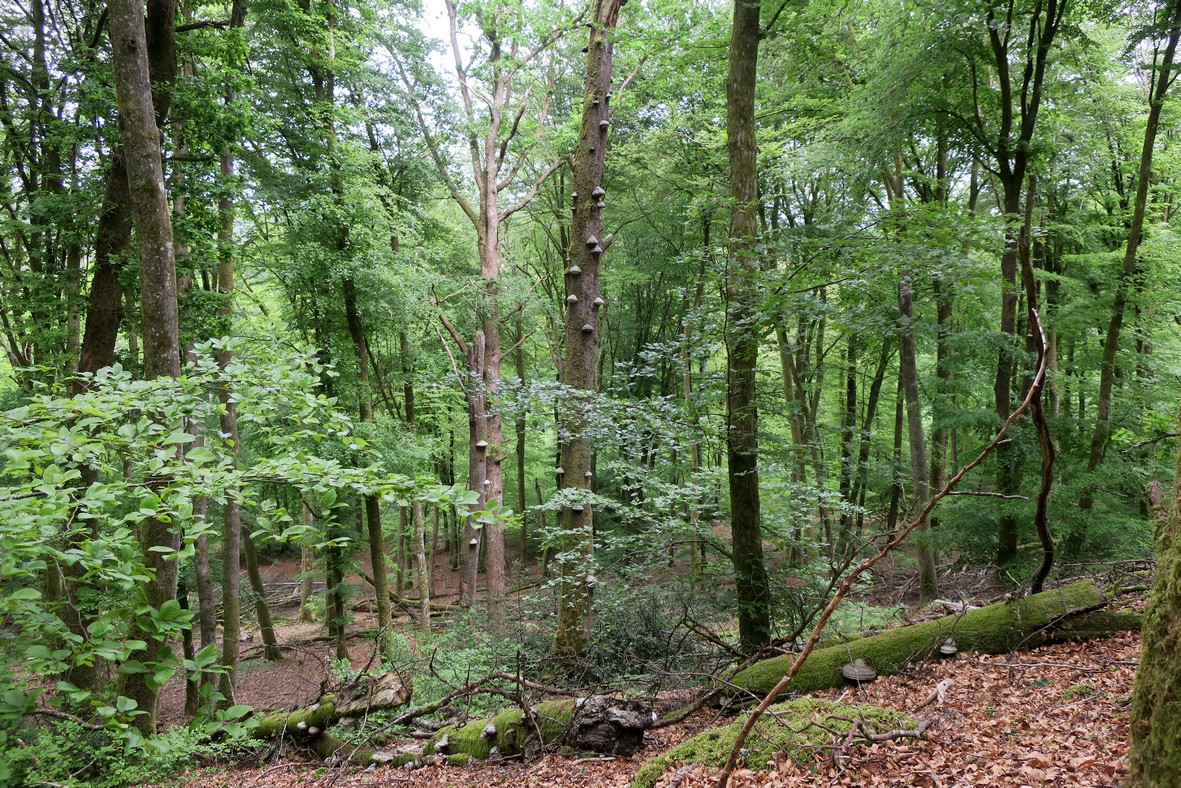 foret de hetraie