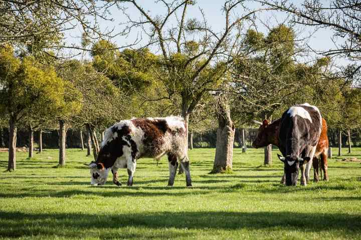 vaches normandes