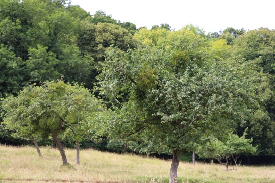 arbres dans un pré