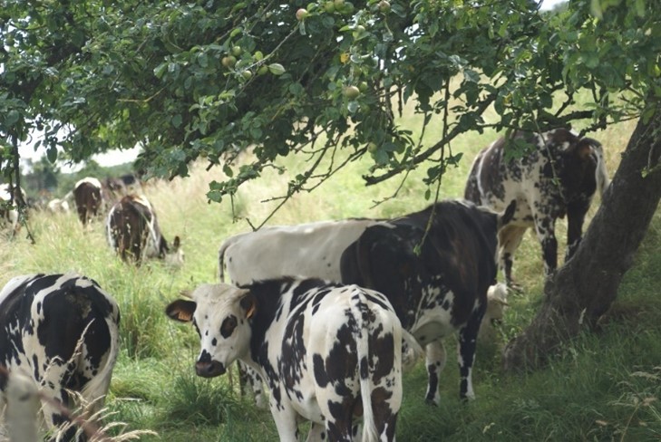 vaches normandes sous un pommier
