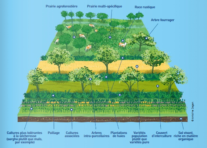 dessin sur l'agroforesterie