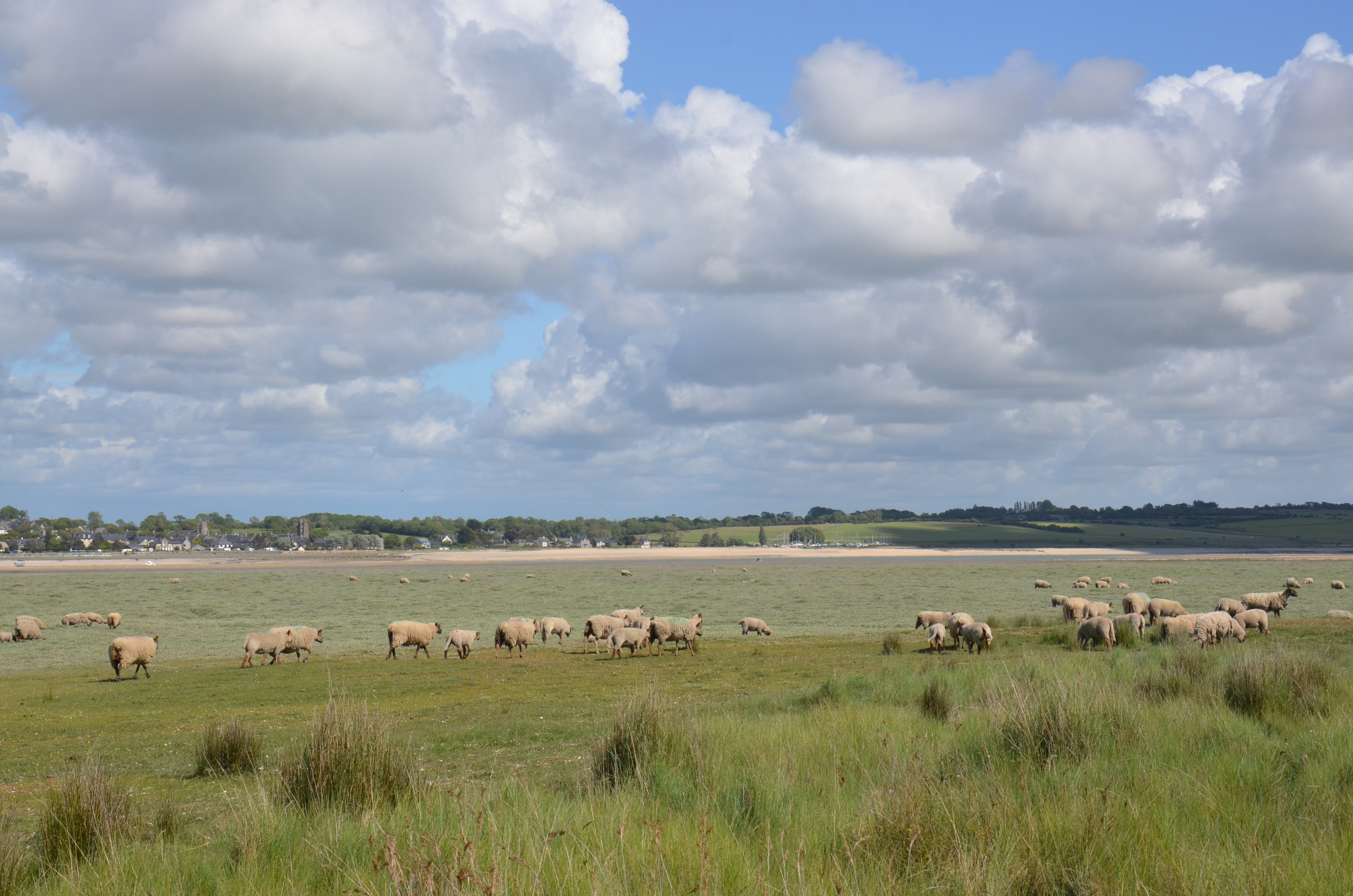 Moutons prés salés