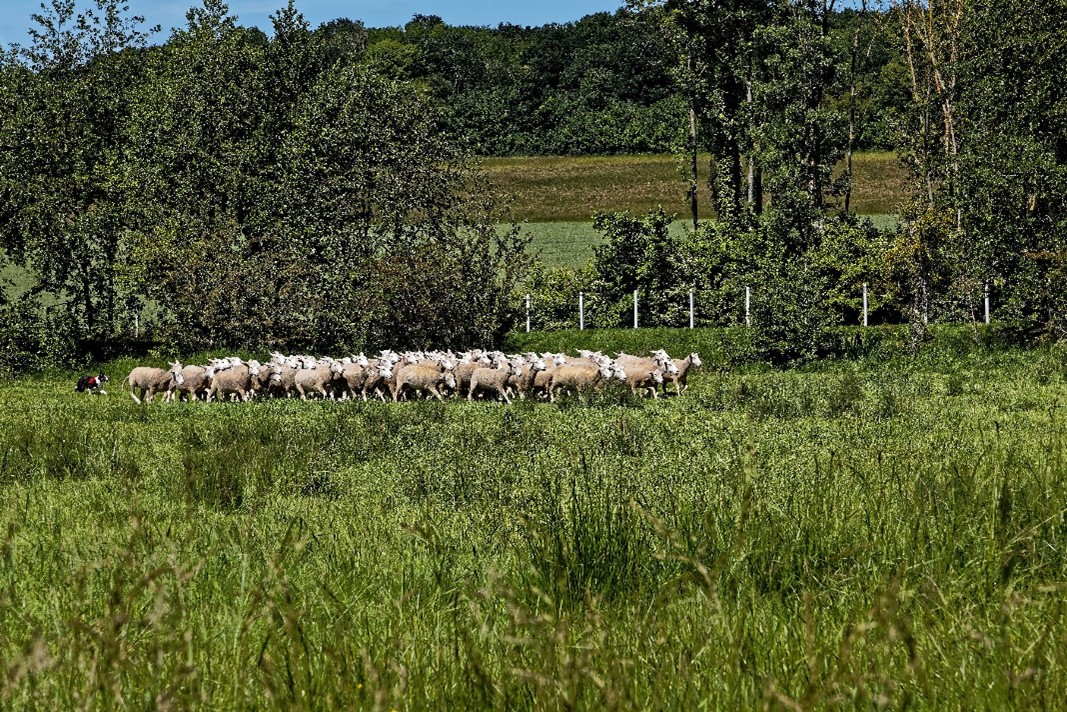 moutons