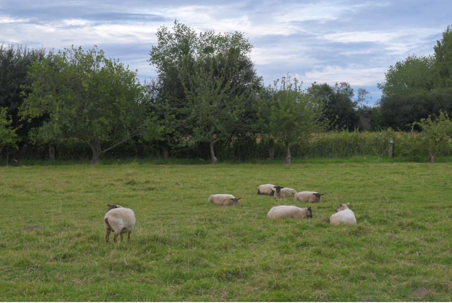moutons dans un champ