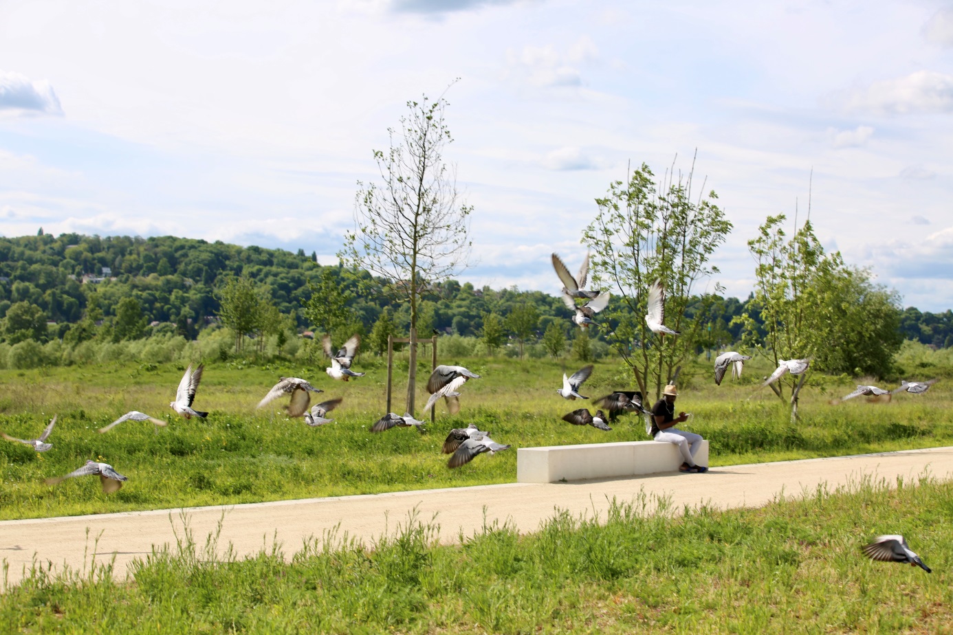 oiseaux s'envolant