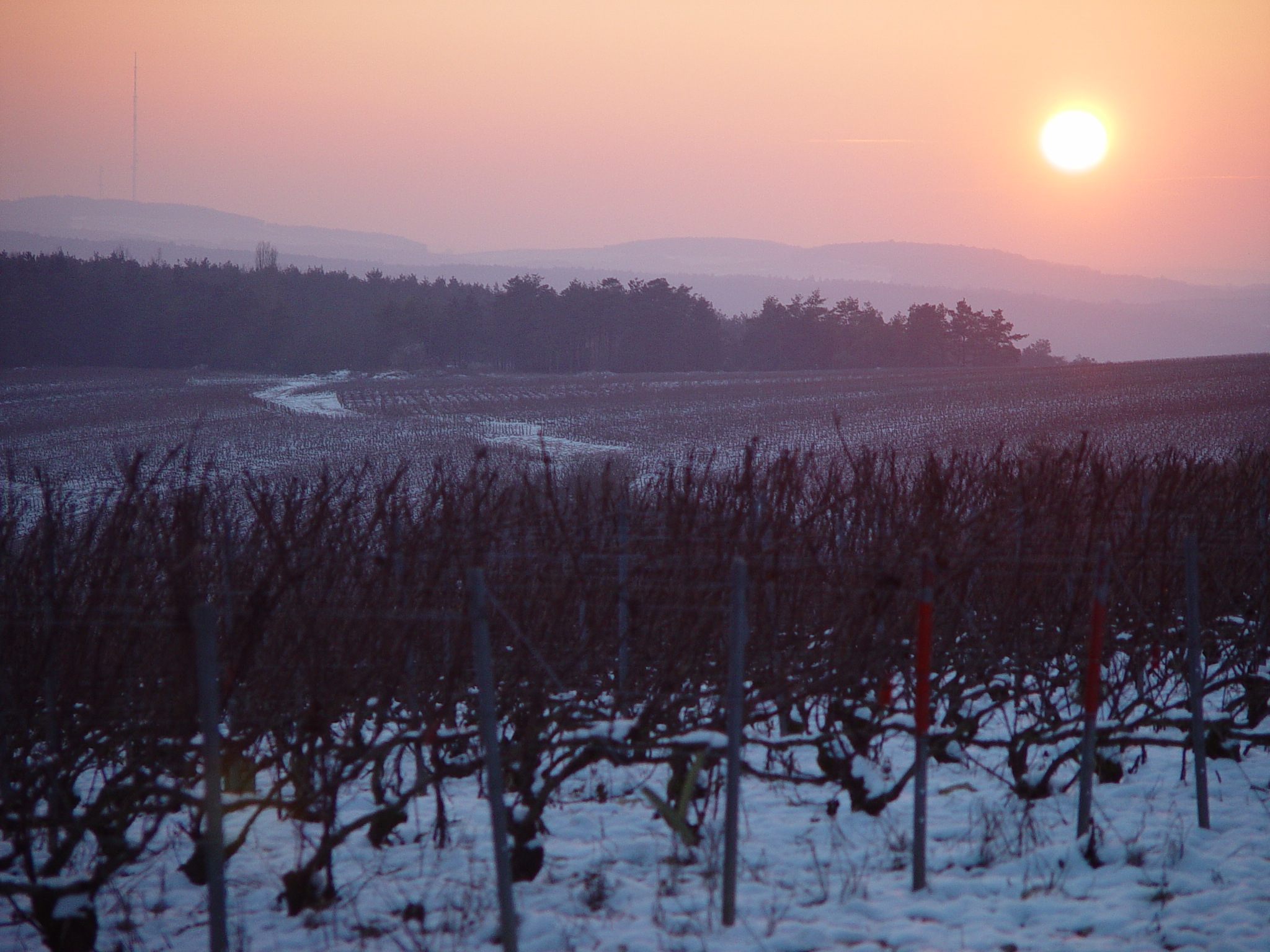 vignes en hiver