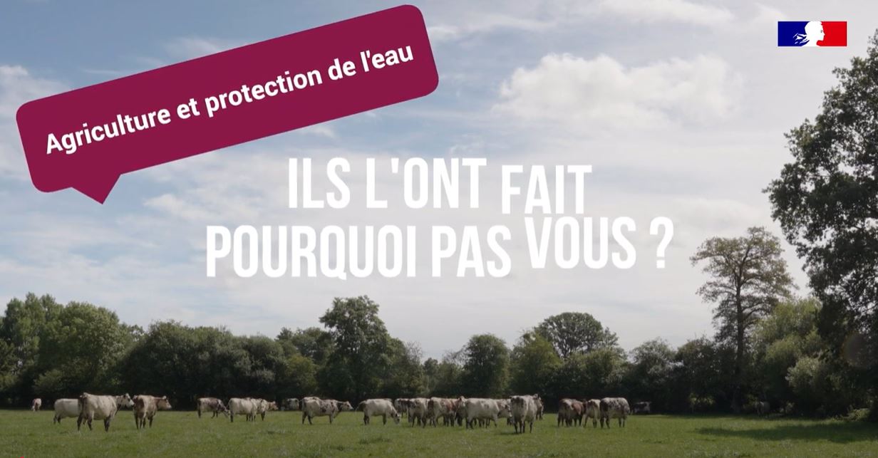 vaches dans un pré 