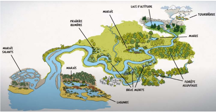 Zones humides