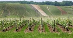 vignes