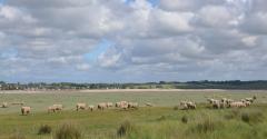 Moutons des prés salés