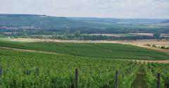 vignes en chamapgne