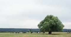 arbre avec des vaches en dessous 