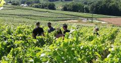 vignoble avec personnes 