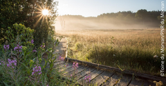 Prairie du Montour -©Toine du Morvan/PNRM